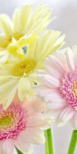 Gerberas,Bouquet,Freshness,Flowers,Drops,Tenderness