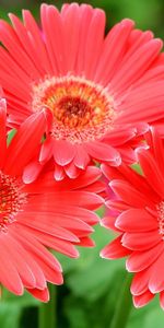 Trois,Fleurs,Fermer,Gros Plan,Gerberas