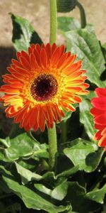 Ensoleillé,Gerberas,Parterre,Fleurs,Parterre De Fleurs,Ombre