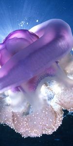 Animales,Medusa Gigante,Medusas Gigantes,Tasmania,Mundo Submarino