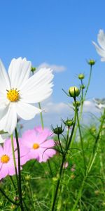 Verdure,Clairière,Légumes Verts,Ensoleillé,Kosmeya,Polyana,Cosmos,Fleurs