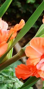 Gladiolus,Plants,Flowers