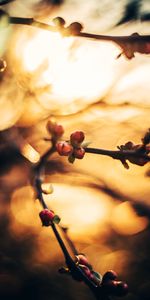 Macro,Destello,Deslumbramiento,Borrosidad,Suave,Rama,Primavera,Bokeh,Boquet,Riñón,Riñones