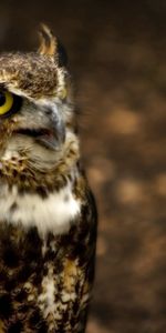 Glare,Head,Hunt,Animals,Hunting,Eyes,Owl