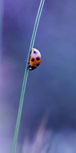 Glare,Ladybug,Ladybird,Greased,Smeared,Grass,Macro