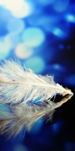 Glare,Miscellanea,Close Up,Feather,Pen,Miscellaneous