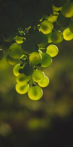 Glare,Smooth,Bunch,Food,Blur,Grapes