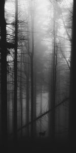 Gloomy,Deer,Bw,Chb,Fog,Forest