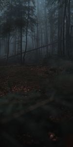 Gloomy,Fog,Nature,Trees,Dark,Forest