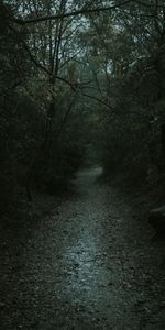 Forêt,Nature,Sombre,Chemin