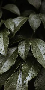 Glossy,Water,Leaves,Drops,Macro