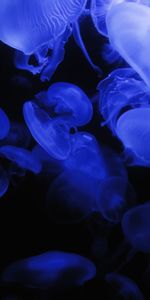 Glow,Jellyfish,Dark,Underwater World