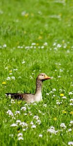 Goose,Animals,Flowers,Grass,Bird,Beak