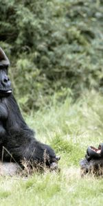 Grass,Africa,Gorillas,Animals,Gorilla