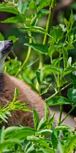 Grass,Animal,Lemur,Profile,Animals