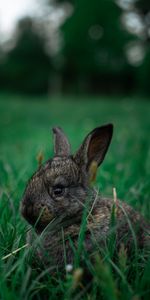 Animaux,Herbe,Animal,Lapin