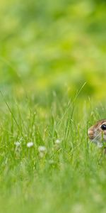 Animaux,Herbe,Marron,Animal,Lapin