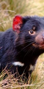 Grass,Animal,Tasmanian Devil,Marsupial,Animals