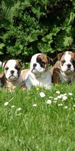 Herbe,Animaux,Chiots,Chiens