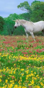 Animaux,Herbe,Domaine,Champ,Fleurs,Chevaux