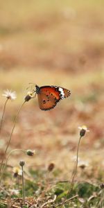 Grass,Animals,Flowers,Macro,Butterfly,Wings