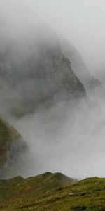 Hierba,Niebla De Montaña,Animales,Caballo