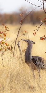 Afrique,Herbe,Nature,Animaux,Arbres,Oiseau