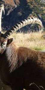 Grass,Animals,Stones,Mountain Goat