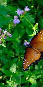 Grass,Animals,Wings,Circles,Butterfly,Pattern