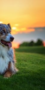 Berger Australien,Herbe,Aussie,Chien,Coucher De Soleil,Animaux