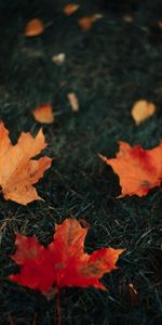 Grass,Autumn,Leaves,Macro,Maple