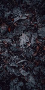 Grass,Autumn,Macro,Hoarfrost,Nature,Frost,Leaves