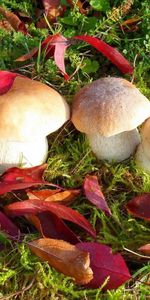 Champignons,Feuilles,Automne,Herbe,Nature