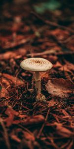 Grass,Autumn,Plant,Nature,Mushroom