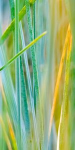 Grass,Background