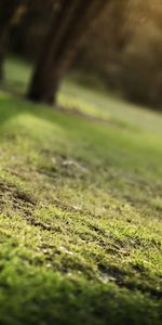 Grass,Background