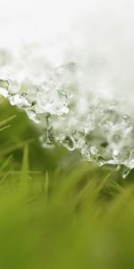 Grass,Background