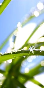 Grass,Background,Drops