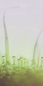 Grass,Background,Drops,Plant,Macro,Light Coloured,Light