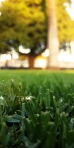 Grass,Background,Feather