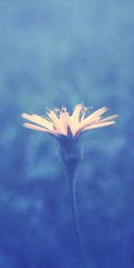 Grass,Background,Flower,Macro,Stem,Stalk