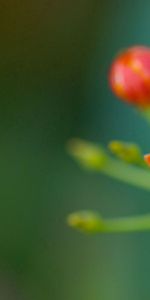 Grass,Background,Flowers,Macro,Stem,Stalk,Glare