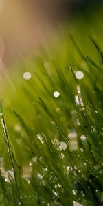 Grass,Background,Macro,Greased,Glare,Blurred