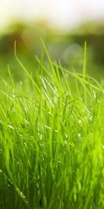 Grass,Background,Plants