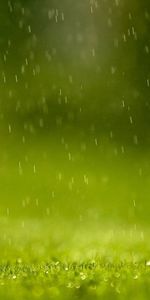 Grass,Background,Rain