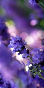 Grass,Background,Violet,Flower,Plant,Macro,Purple