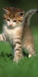 Grass,Ball,Game,Animals,Kitty,Kitten