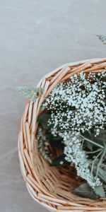 Herbe,Fleurs,Panier