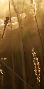 Grass,Beams,Rays,Insect,Dragonfly,Animals,Wings