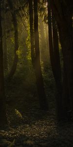 Grass,Beams,Rays,Nature,Trees,Bush,Forest